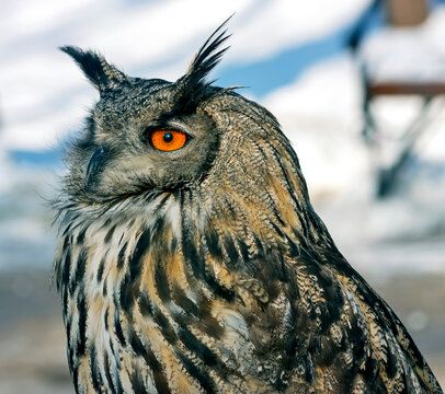 This Owl was photographed in Kislovodsk park,Northern Caucasus. 