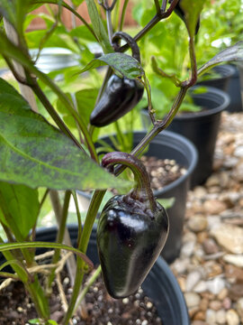 Hungarian black pepper plant