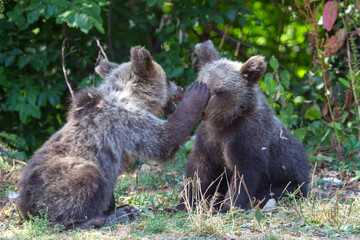 Obraz premium Young bears on the street in Romania