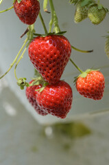 Reife Erdbeeren in einer Ampel
