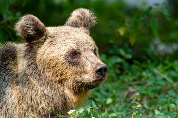 Naklejka na ściany i meble Wild bear on the street in Romania
