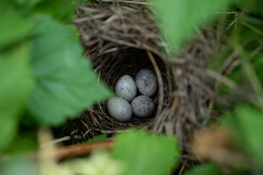 Hidden Nest With Wild Bird Eggs