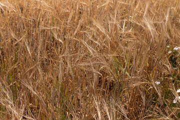 Dry golden wheat field on the farm close up.