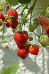 Reife Erdbeeren in einer Ampel