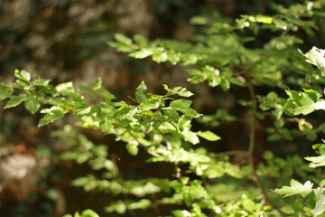 Fototapeta na wymiar branches of a shrub in the forest, green leaves with glare from the sun, a beautiful natural blurred background