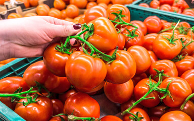 hand  with a  red tomatoes. The female hand takes  fresh vegetables  in a supermarket close-up. woman choosing fresh tomato in store.