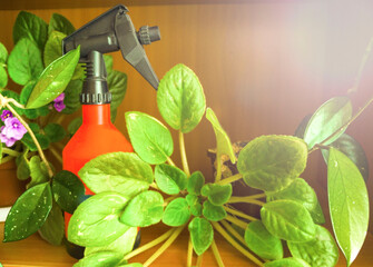  spray, sprayer for flowers. florist spraying flowers.