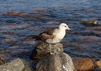 seagull on rock