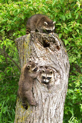 Tree with Three Young Raccoons