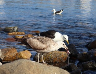 seagull on the beach