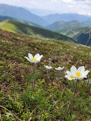 Blumen auf den Bergen in Österreich
