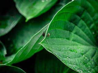 Friendly neighbours. If these two can get along with one another there is hope for peace on earth