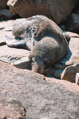 Australian fur seal sitting on a rock.