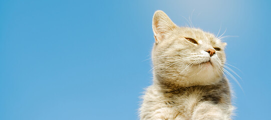 Funny gray cat on a background of blue sky. Pet portrait. Striped kitten. Animal. Copy space. Focus on your face © Andrii Yalanskyi