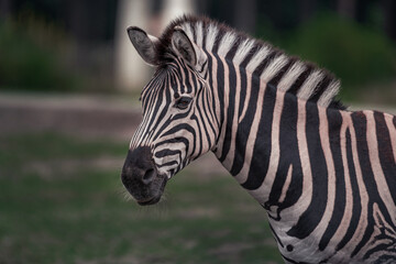 Fototapeta na wymiar Ein schönes Zebra mit treuem Blick
