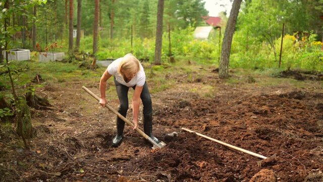 Senior gardener woman falls hurts back pain radiculitis digging at summer farm countryside outdoors using garden tools rake and shovel. Farming agriculture, retired active old age people concept