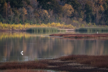 An egret standing in a still pond on an autumn morning.
