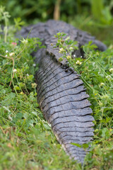 A difficult to see American alligator resting in the grass.
