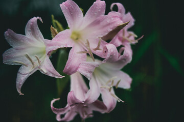 Fototapeta na wymiar 雨に濡れたユリの花