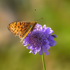 Papillon Grand Nacré butinant une fleur violette