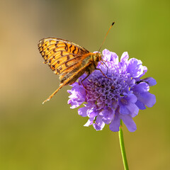 Papillon Grand Nacré butinant une fleur violette
