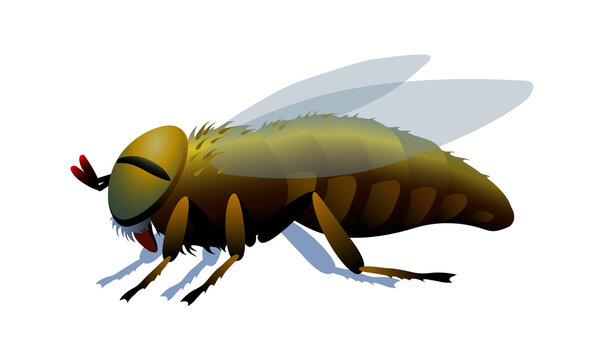Horsefly, parasite insect, carriers of anthrax and other diseases, bloodsucker. Color vector illustration isolated on a white background in cartoon and clip art style.