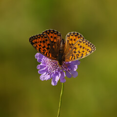 Papillon Grand Nacré butinant une fleur violette