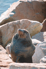 Australian fur seal sitting on a rock.