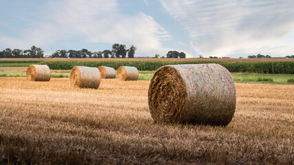 harvest in the Polish countryside