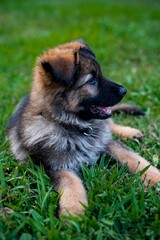 german shepherd puppy