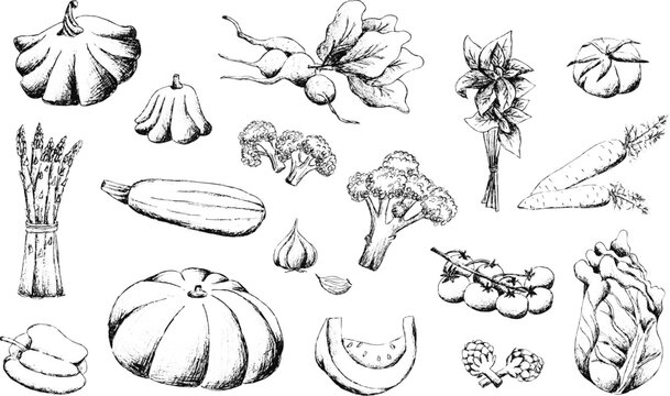 Black and white drawn outline vector image set of vegetables. Collection of farm products. Harvest. Asparagus, pepper, carrots, broccoli, squash, onions, cabbage, pumpkin. Transparent background.