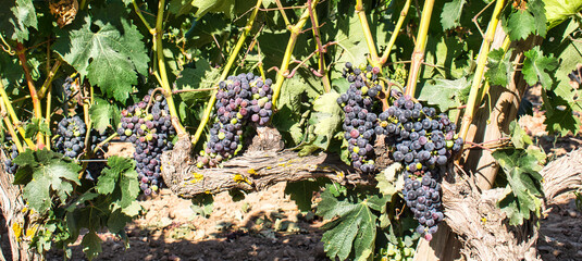 Varios racimos de uvas tintas colgando de la rama de una vid en un viñedo de la ribera del río Duero, España - obrazy, fototapety, plakaty