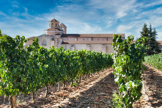Vi&ntilde;a y vides junto al monasterio de Santa Mar&iacute;a de Valbuena en la provincia de Valladolid, Espa&ntilde;a