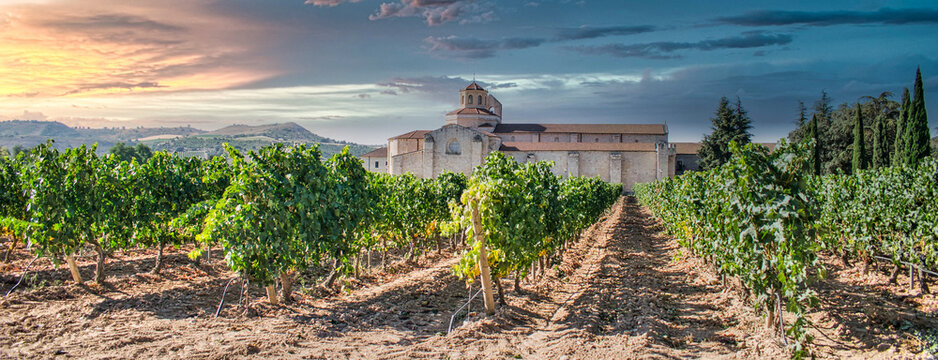 Viñedo y vides con el monasterio de Santa María de Valbuena en la ribera del río Duero, España