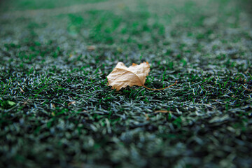 A yellow maple leaf lies on the artificial turf of the soccer field
