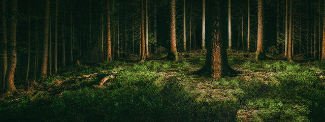 Dark panorama landscape Black Forest background - Mystical forest with fir trees, spruce trees and blueberry plants at night - obrazy, fototapety, plakaty