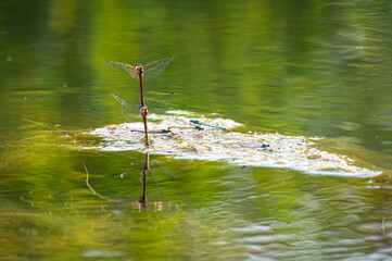Common darter dragonflies mating and egg laying