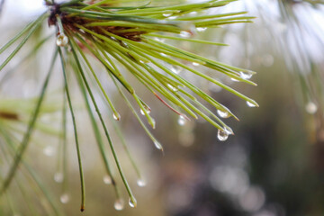 Close-up rain water drops on bright green pine fir tree needles with blurred bokeh natural background. After summer rain