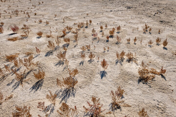 Plants dying or dead on arid land brought about by climate change.