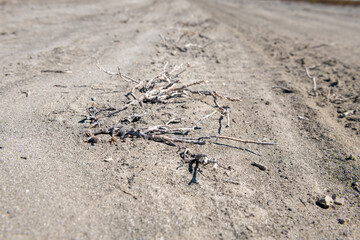 Dead plants on dry arid earth. Drought.