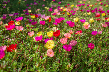 purslane flowers in a field with selective focus