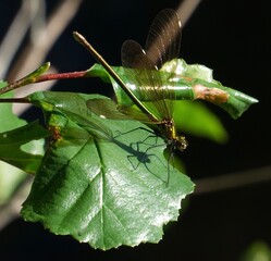 CABALLITO DEL DIABLO EN EL R&Iacute;O NEGRO EN CEREZAL DE SANABRIA