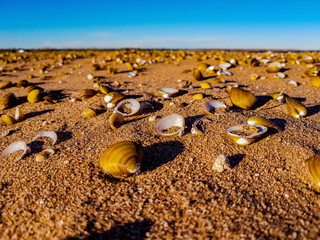 Amount Of Shells In The Desert