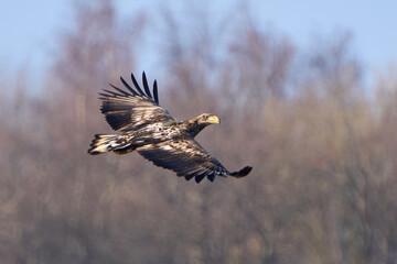 White-tailed eagle (Haliaeetus albicilla)