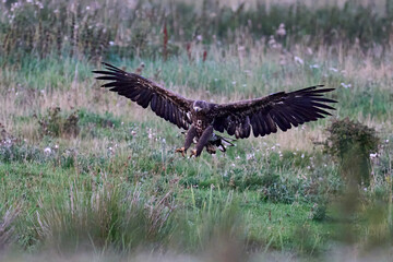 White-tailed eagle (Haliaeetus albicilla)