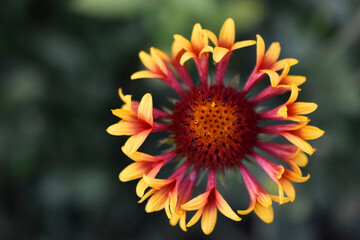Yellow gaillardia flowers in the garden close-up