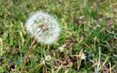 Dandelion Dancing With The Wind