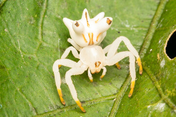 macro white spider in a leaf 