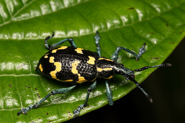 black and yellow coleoptera bug
