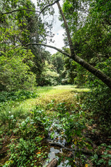 Fototapeta premium green forest train and lakes